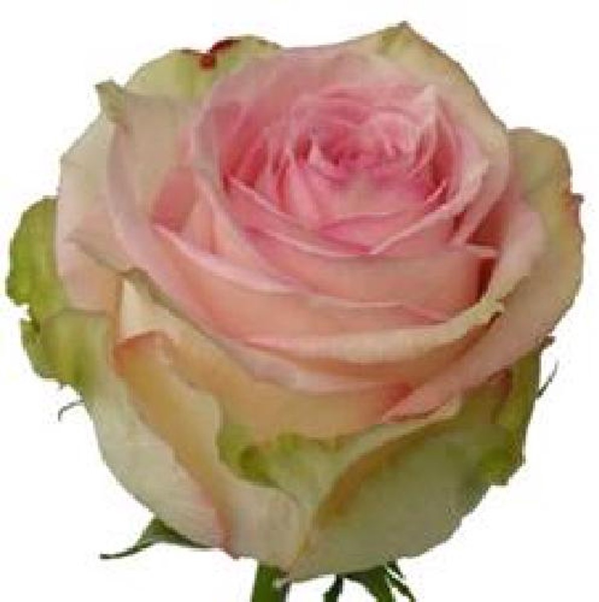20x Rosa esperance 60cm