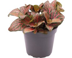 Fittonia Joly Josan - Terrariumplant