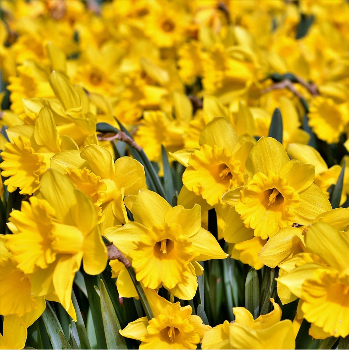 50 x Narcis Carlton - prachtig bloeiend, perfect voor uw tuin