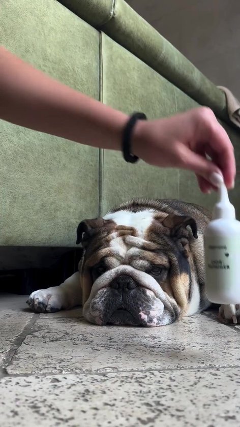 Oorreiniger voor Honden - Oordruppels - Diepe Reiniging & Bescherming tegen ongemakken - 100 ml - 100% Natuurlijk & Veilig - Oorverzorging - Vermindert Oorjeuk, Roodheid, Overmatig Oorsmeer, Uitvloeiing