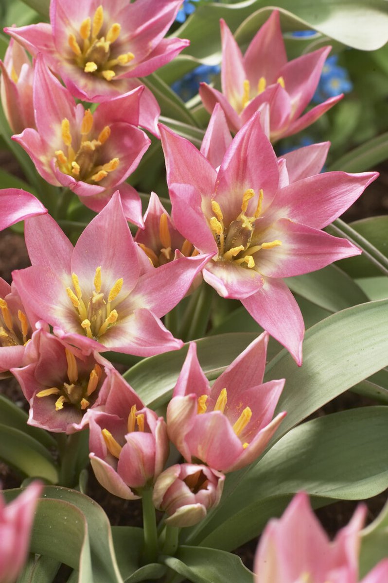 Tulp Aucheriana | 10 stuks | Tulpenbollen