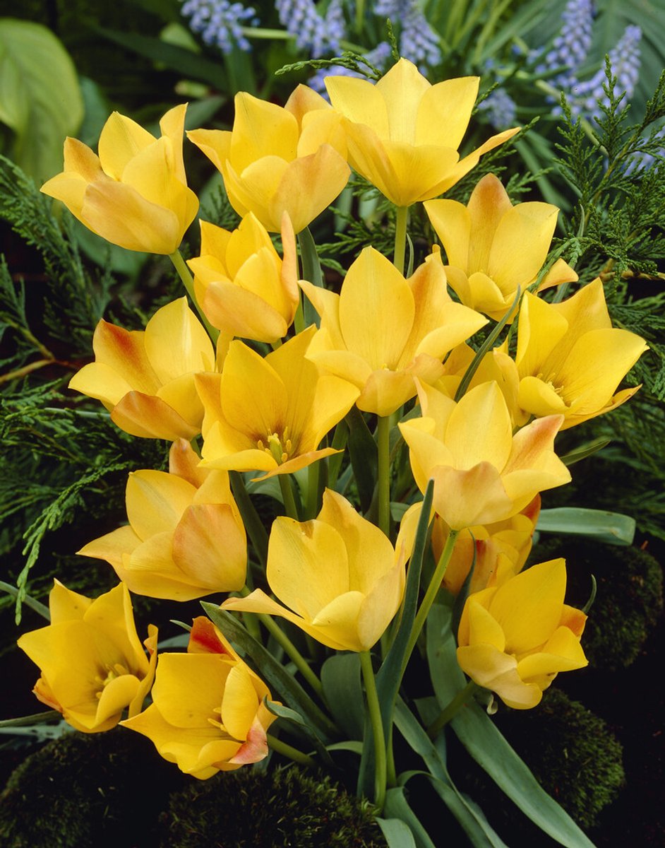 Tulp Kolpakowskiana | 10 stuks | Tulpenbollen