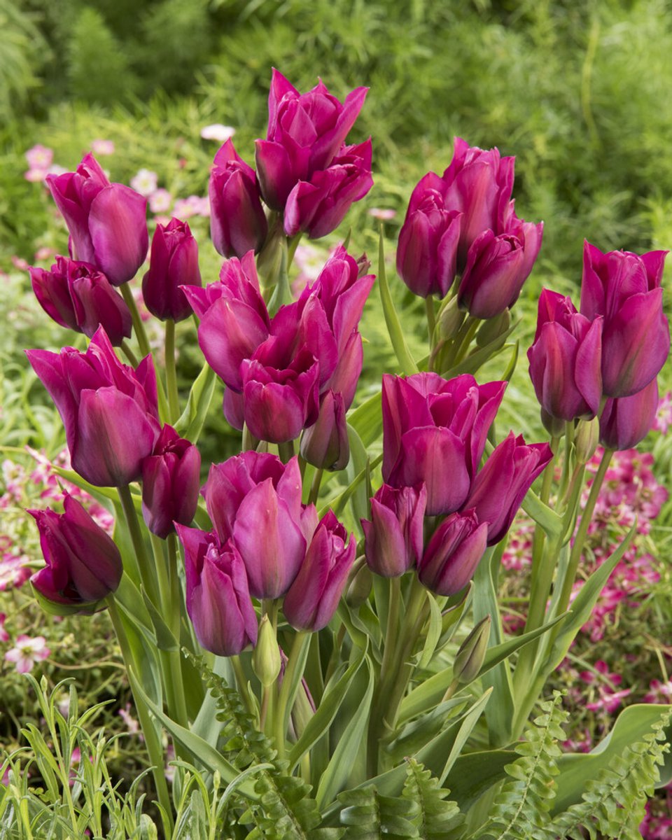 Tulp Night Club | 10 stuks | Tulpenbollen