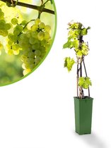 Druivenstruik - witte druif - Vitis vinifera Solaris - druivenplant - tafel- en wijndruif - Vroege oogst - Hoog resistent voor meeldauw en botrytis