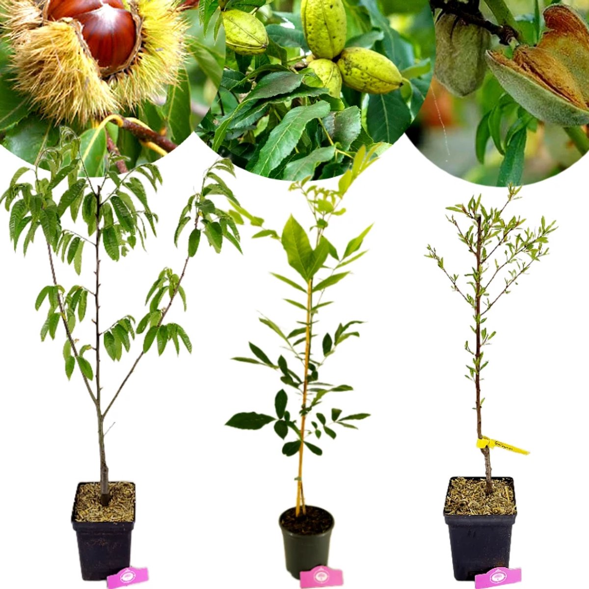 Set van 3 Notenbomen - 1 Kastanje, 1 Pecan,1 Amandel - hoogte 90cm - 3 liter pot