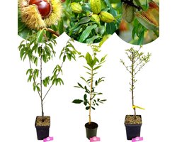 Set van 3 Notenbomen - 1 Kastanje, 1 Pecan,1 Amandel - hoogte 90cm - 3 liter pot