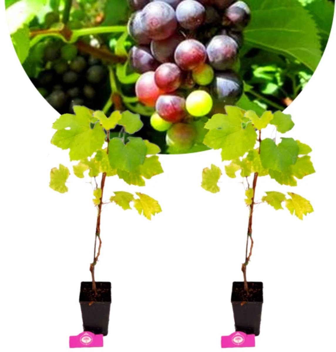 Set van 2 Druiven - Vitis vinifera 'Prior' - Hoogte 40cm - 11cm pot