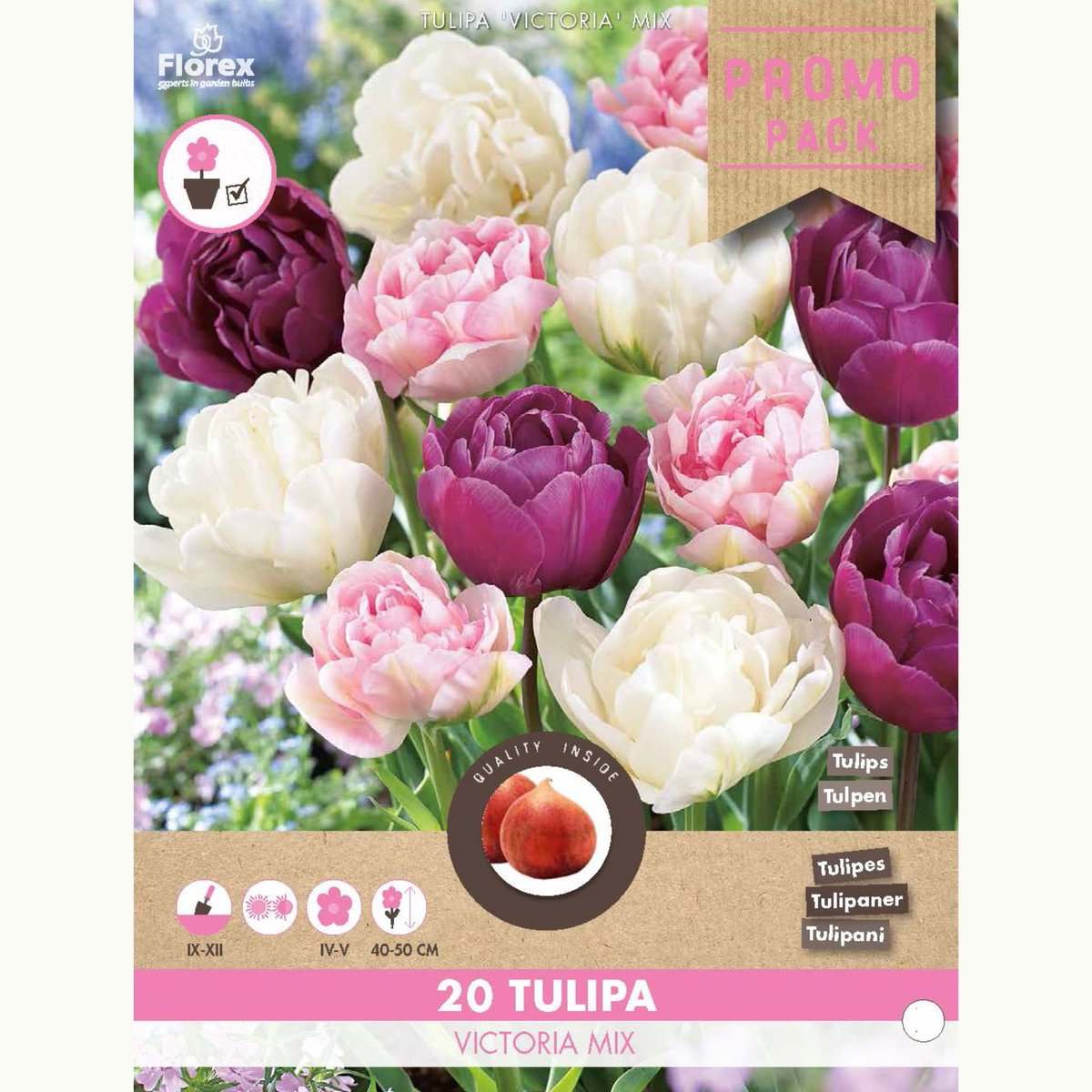 Tulp (Tulipa) - Victoria Mix - Snijbloemen - Voorjaarsbollen - bloeit in April / Mei / Juni