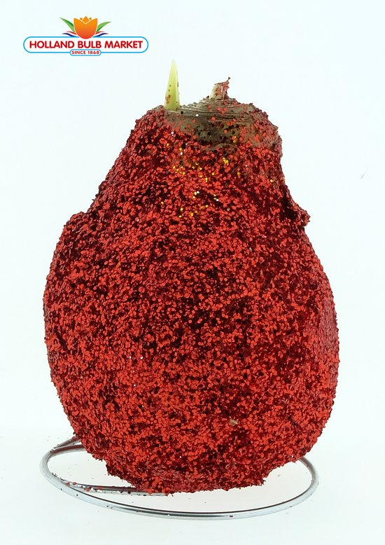 Amaryllis bol met Rode glitters, Een Stralend Rood-Wit gestreept bloeiend Cadeau voor uw (kerst) Interieur