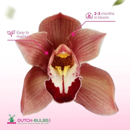 Orchidée à bulbes hollandais - 'Cymbidium' - Plante d'intérieur - 1 pièce - Marron