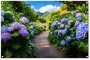 Hortensia - Chemin