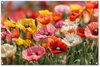 Coquelicots - Colorés