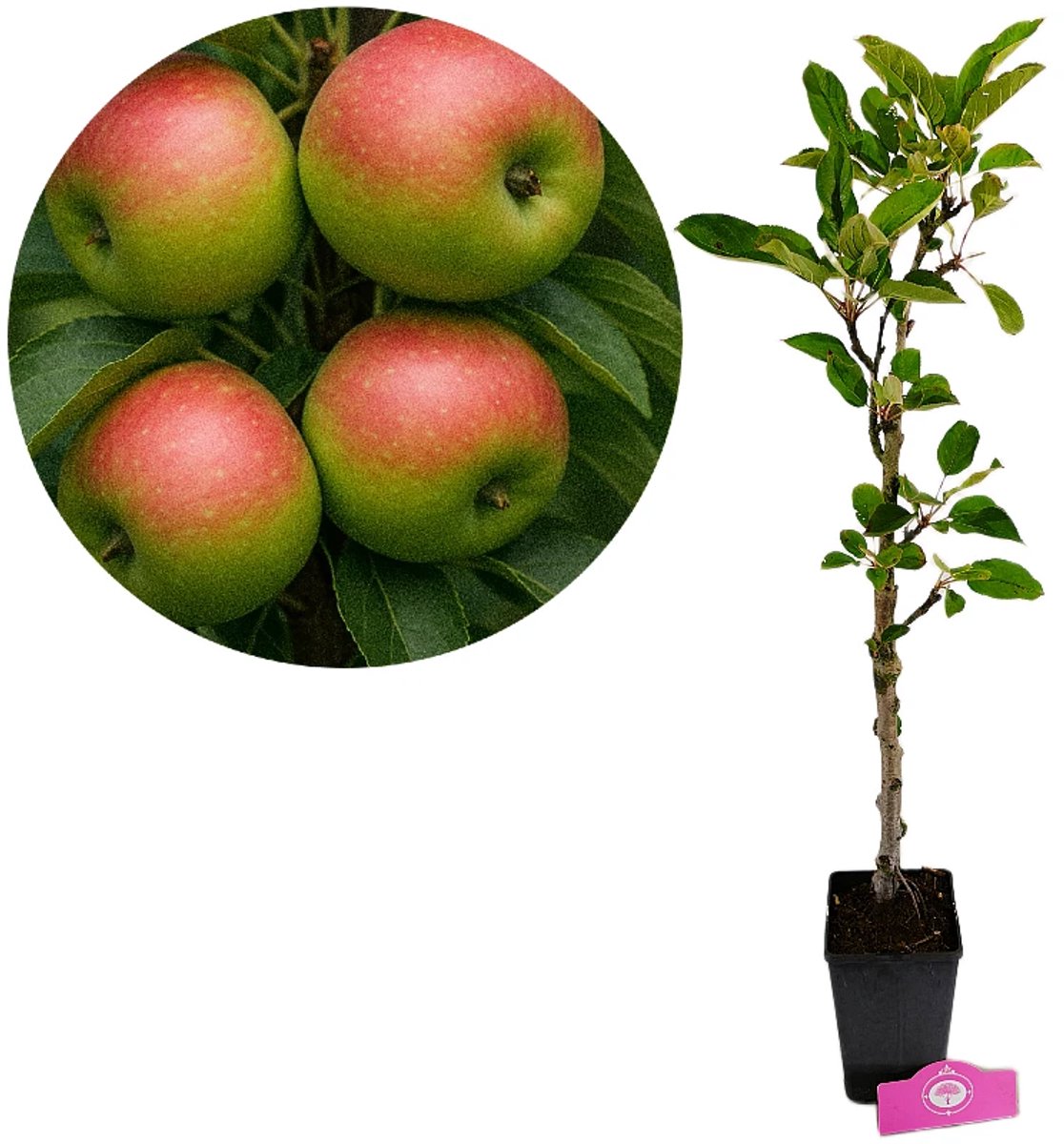 Malus domestica 'Emerald Flame' zuilappelboom, 1,5 liter pot