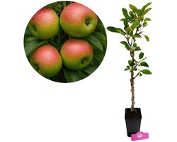 Malus domestica 'Emerald Flame' zuilappelboom, 1,5 liter pot