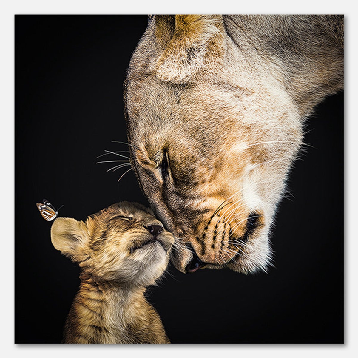 Poster op Papier - 60 x 60 cm - Leeuwin met welp en vlinder - PosterJunkie