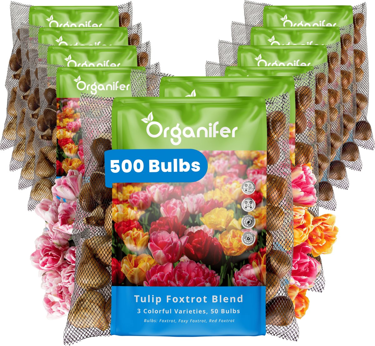 500 Foxtrot Tulpen Mix - 3 Kleurrijke Soorten - XXL Bollengrootte 12 cm+ - Bloembollen - Tulipa 'Foxtrot' - Dubbelkleurige tulpen - Zomerbollen - Voorjaarsbollen - Trekt vlinders en bijen aan - Vaste planten - Organifer