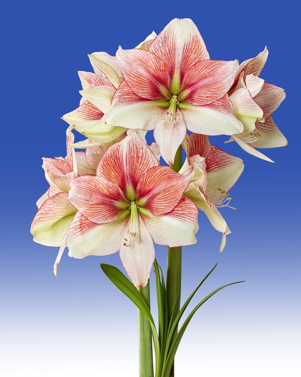 Amaryllis Grandise Fantasy | 1 stuk | Hippeastrum | Bloembol
