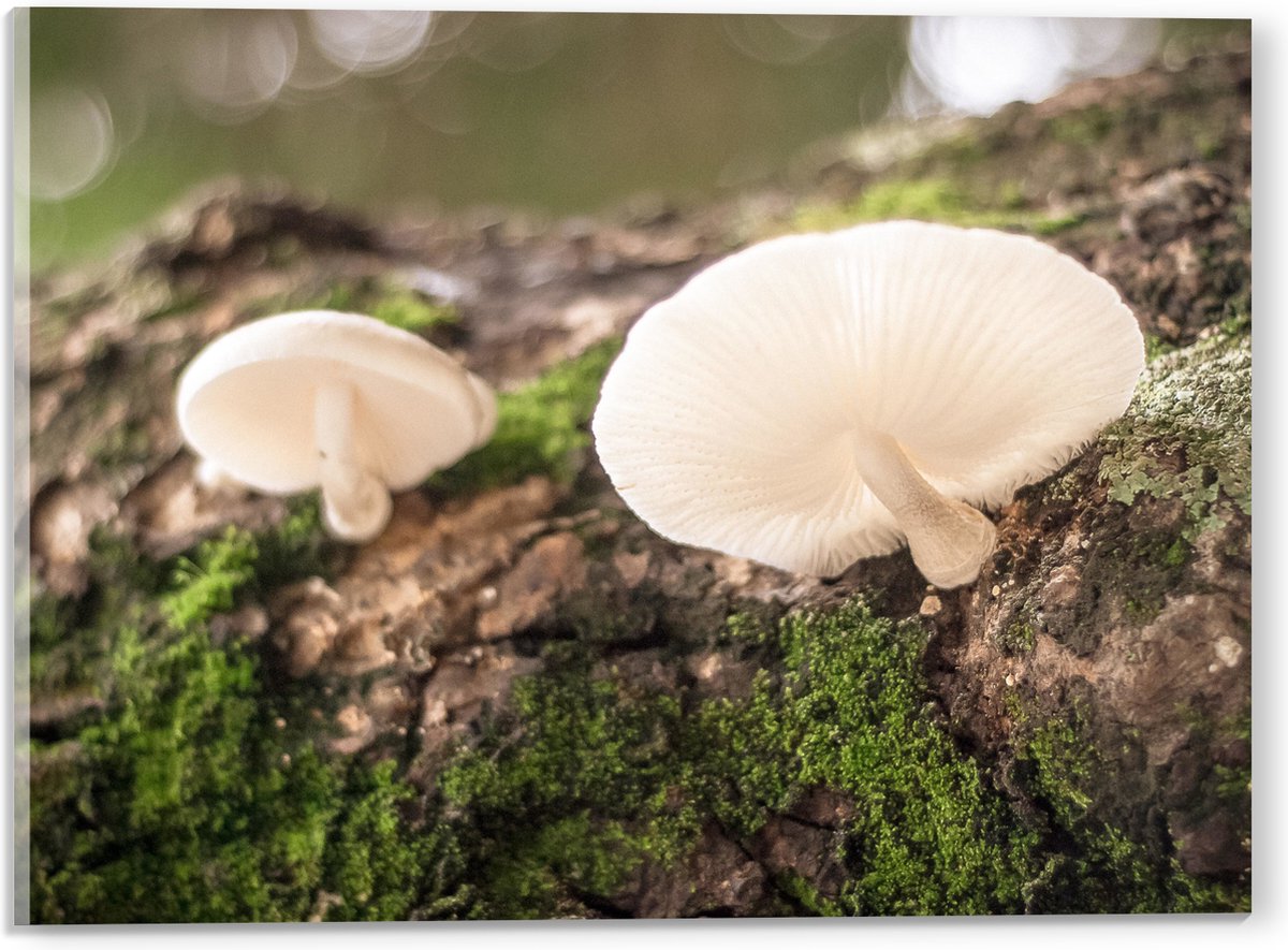 Acrylglas - Bossen - Boomstam - Mos - Paddenstoelen - 40x30 cm Foto op Acrylglas (Wanddeco
