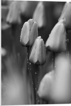 PVC Schuimplaat- Bloemen - Natuur - Tulpen - Druppels - Zwart - Wit - 50x75 cm Foto op PVC Schuimplaat