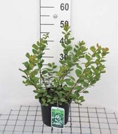 Spiraea betulifolia 'Tor' - Spierstruik 30 - 40 cm in pot
