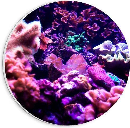 PVC Schuimplaat Muurcirkel - Koraal - Onderwaterleven - Dier - Zee - Oceaan - Kleuren - 20x20 cm Foto op Muurcirkel (met ophangsysteem)