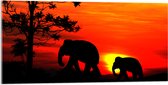 Acrylglas - Silhouet van Olifant met Jong Lopend door het Landschap - 100x50 cm Foto op Acrylglas (Wanddecoratie op Acrylaat)