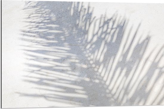 Dibond - Schaduw van Varen Plant op Wit Oppervlak - 90x60 cm Foto op Aluminium (Wanddecoratie van metaal)