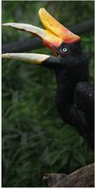 Poster Glanzend – Kleurrijke Neushoorn Vogel in het Bos - 50x100 cm Foto op Posterpapier met Glanzende Afwerking