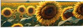 Dibond - Close-up van Zonnebloemen Omringd door Zonnebloemen in een Zonnebloemenveld - 150x50 cm Foto op Aluminium (Met Ophangsysteem)