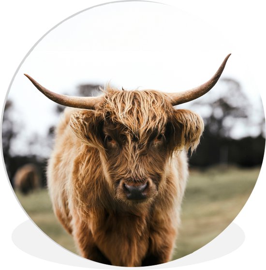 Set De Table Et Dessous De Verre Vache Des Highlands Colorées Ecosse Cadeau écossais Décor De Table Décoration De Table Cuisine (IMPRIMÉ UV