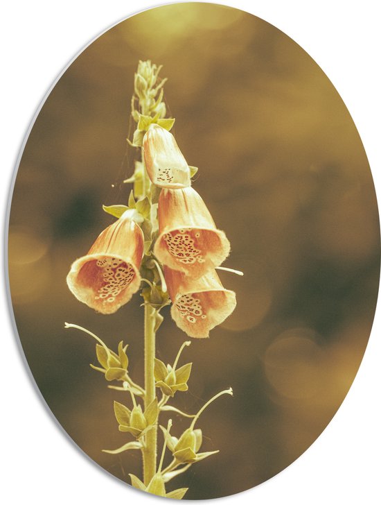 PVC Schuimplaat Ovaal - Dromerige Digitalis laevigata Bloemen aan Plant - 42x56 cm Foto op Ovaal (Met Ophangsysteem)