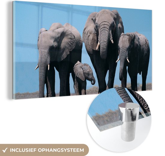 MuchoWow® Peinture sur verre - Éléphant - Plaine - Animaux - Nature - 120x60 cm - Peintures sur verre acrylique - Photo sur Glas