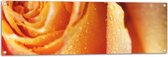 Tuinposter – Close-up van Regendruppels op Oranje Roos - 120x40 cm Foto op Tuinposter (wanddecoratie voor buiten en binnen)