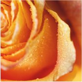 Poster Glanzend – Close-up van Regendruppels op Oranje Roos - 50x50 cm Foto op Posterpapier met Glanzende Afwerking