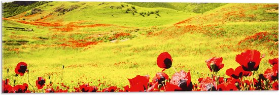 Acrylglas - Groep Rode Bloemen in Heuvellandschap - 90x30 cm Foto op Acrylglas (Met Ophangsysteem)