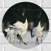 Muursticker Cirkel - Fluitende Kraanvogels in landschap Vol met Sneeuw - 30x30 cm Foto op Muursticker