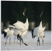 PVC Schuimplaat - Fluitende Kraanvogels in landschap Vol met Sneeuw - 50x50 cm Foto op PVC Schuimplaat (Met Ophangsysteem)