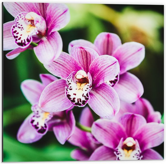 Dibond - Close-up van Roze Orchideeën aan Plant - 50x50 cm Foto op Aluminium (Wanddecoratie van metaal)