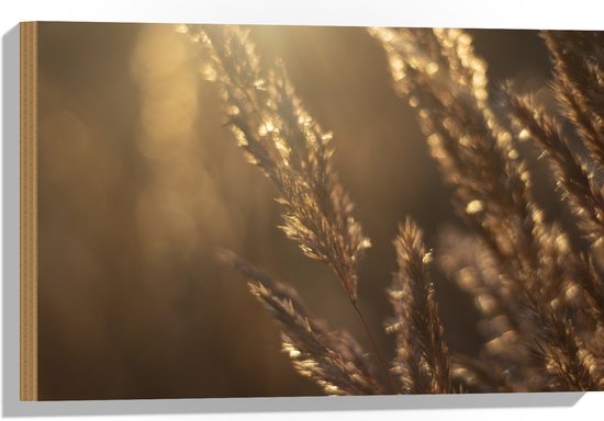 Hout - Zonnestralen Vallend op Beige Grassprieten - 60x40 cm - 9 mm dik - Foto op Hout (Met Ophangsysteem)