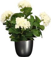 Hortensia kunstplant/kunstbloemen 45 cm - wit - in pot titanium grijs glans - Kunst kamerplant