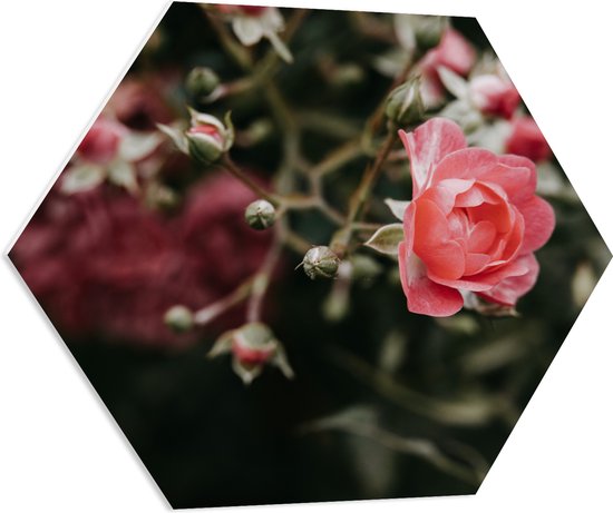 PVC Schuimplaat Hexagon - Roze Roos in Natuur - 70x60.9 cm Foto op Hexagon (Met Ophangsysteem)