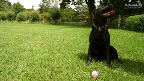 Jouet pour chien Dog Comets Ball Stardust - Jouet pour chien durable - Balle pour chien robuste - Balle en caoutchouc - Convient aux chiens - Vert - Diamètre 6