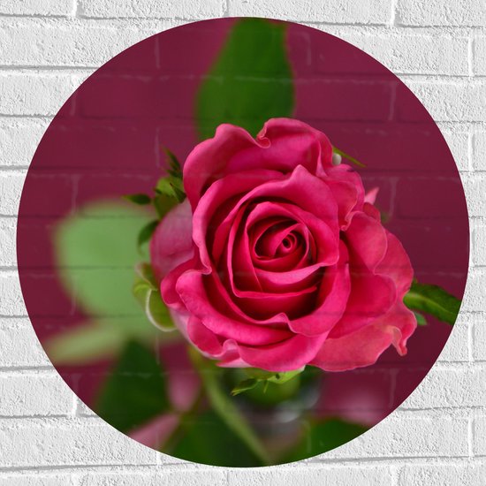 Muursticker Cirkel - Bovenaanzicht Close-up van Bloeiende Roze Roos - 70x70 cm Foto op Muursticker