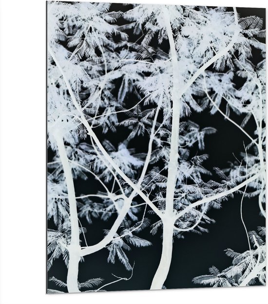 Dibond - Takken - Boom - Bladeren - Natuur - Zwart - Wit - 75x100 cm Foto op Aluminium (Met Ophangsysteem)