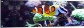 Tuinposter – Twee Anemoon Vissen Zwemmend door Aquarium - 150x50 cm Foto op Tuinposter (wanddecoratie voor buiten en binnen)