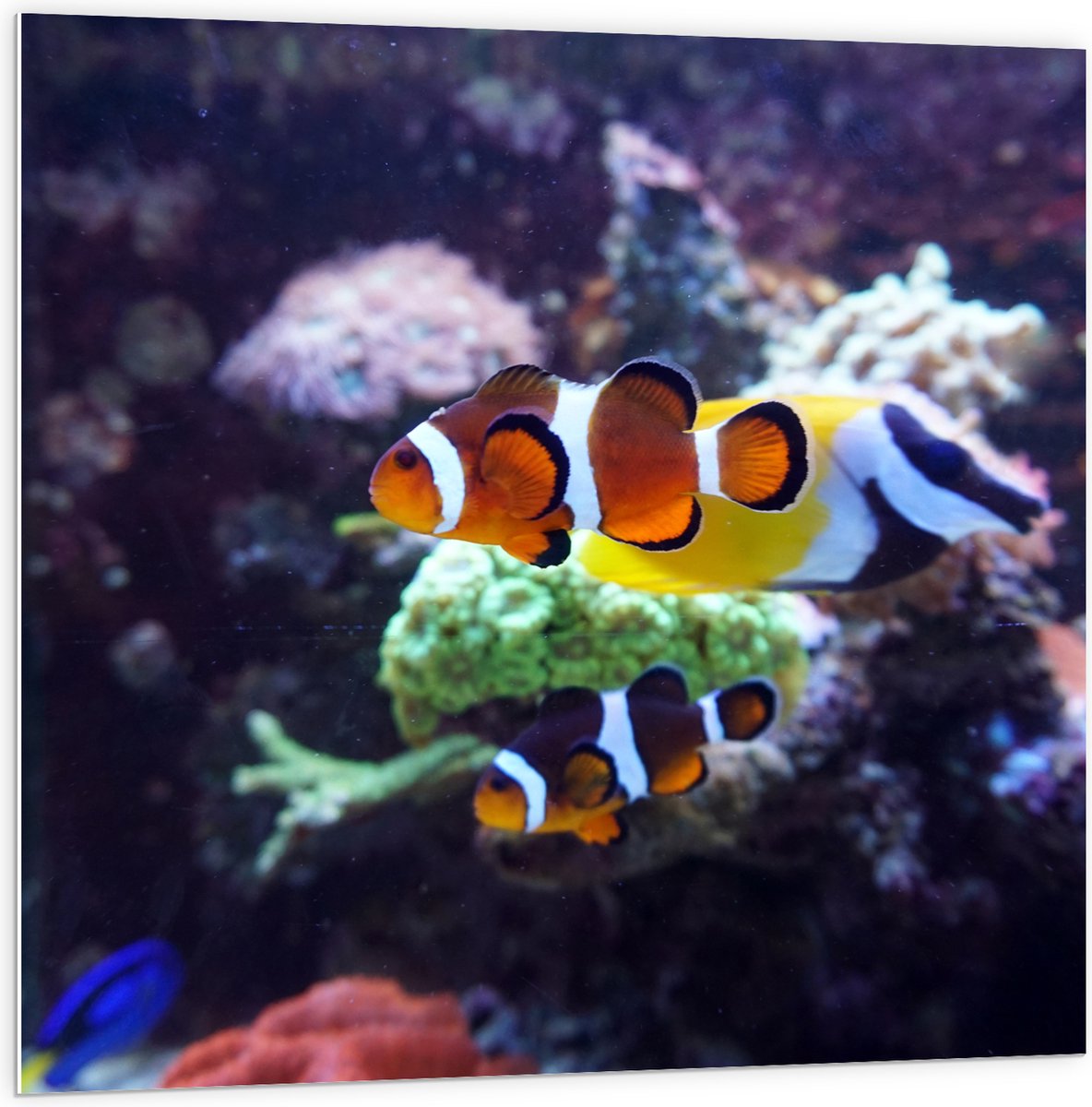 PVC Schuimplaat- Twee Anemoon Vissen Zwemmend door Aquarium - 100x100 cm Foto op PVC Schuimplaat