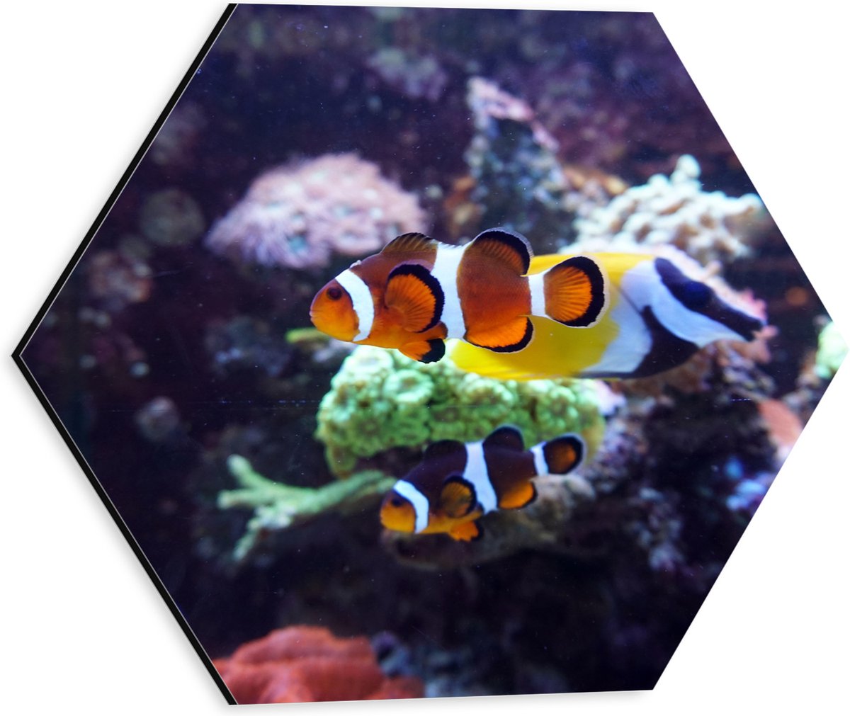 Dibond Hexagon - Twee Anemoon Vissen Zwemmend door Aquarium - 30x26.1 cm Foto op Hexagon (Met Ophangsysteem)