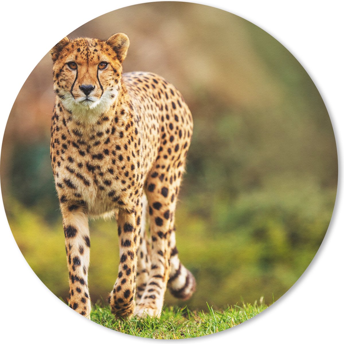 Muismat rond 30x30 cm - Mousepad Wilde dieren - Gras - Luipaard - Natuur - Ronde muismatten