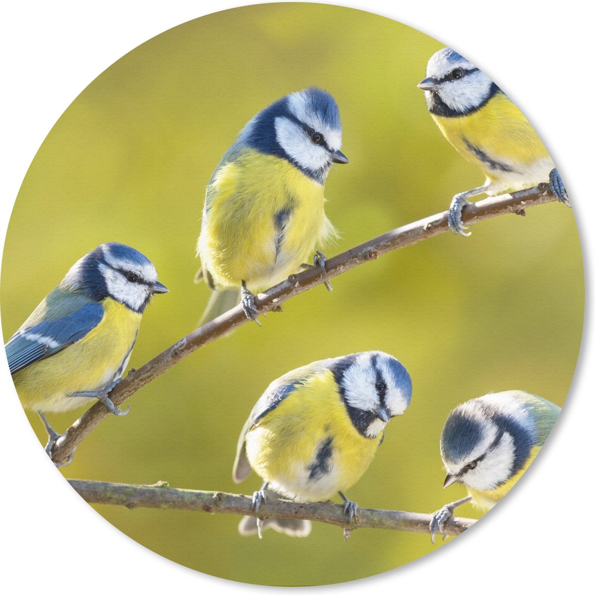 Muismat rond 30x30 cm - Mousepad Vogel - Pimpelmees - Takken - Zon - Ronde muismatten
