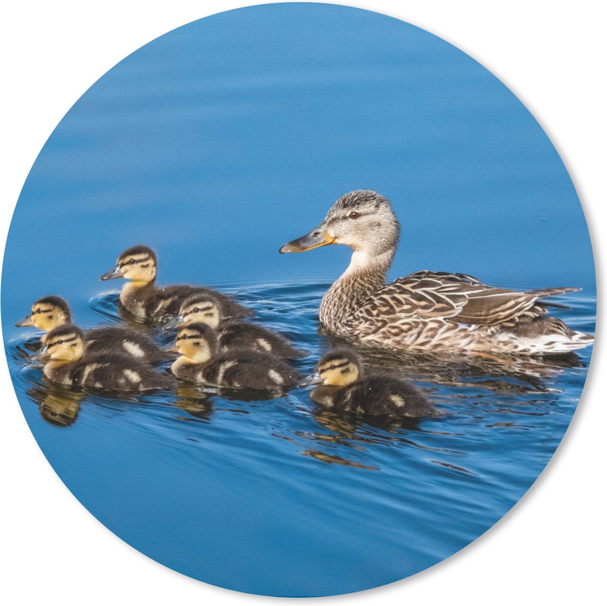 Muismat rond 50x50 cm - Mousepad Eend - Water - Vogel - Bruin - Ronde muismatten